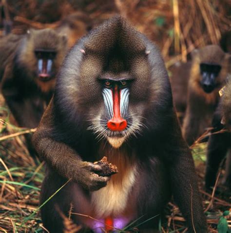 Mandrill M